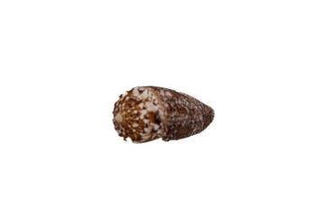 Conus telatus (65 mm) – Prachtvol F++ Groots exemplaar uit