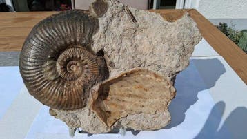 Ammoniet - Fossiele sterfteplaat - Haugia variabilis - 24 cm