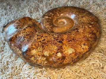 Ammonite - Coquillage fossilisé - XL Cleoniceras spp. - 30, Verzamelen