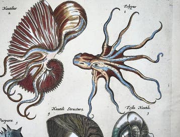 Matthäus Merian (b1593) Hand coloured folio, Marine Life: