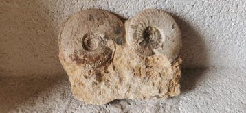 Ammoniet - Gefossiliseerd dier - Exceptionnelle plaque, Verzamelen