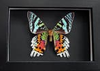 Vlinder Taxidermie volledige montage - Urania Ripheus - 15