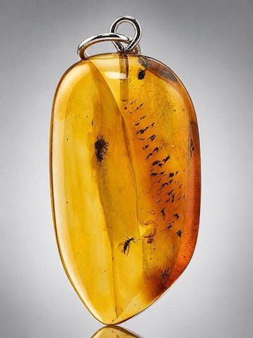 Echte Baltische Amberhanger – twee parasitaire wespen –