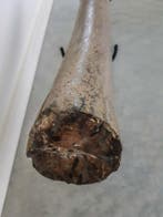 Stegodont - Gefossiliseerde slagtand - 64.5 cm - 8.5 cm