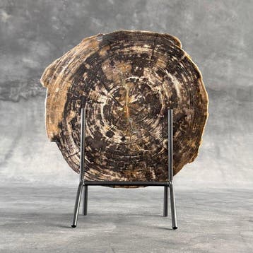 Magnifique tranche de bois pétrifié sur un socle
