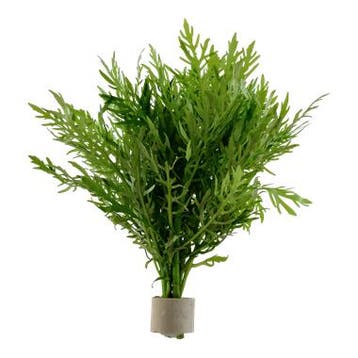 Hygrophila Difformis, Verzenden, Nieuw