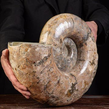 Grande ammonite du Madagascar - Coquillage fossilisé -, Antiquités & Art