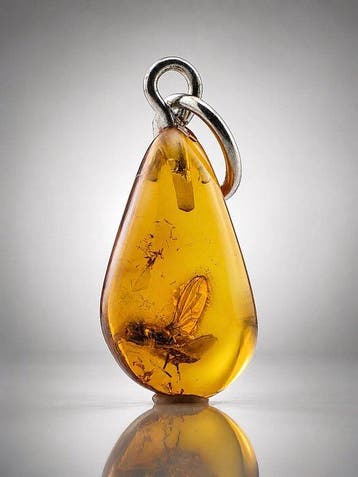 Pendentif de collection en ambre baltique – fossile de