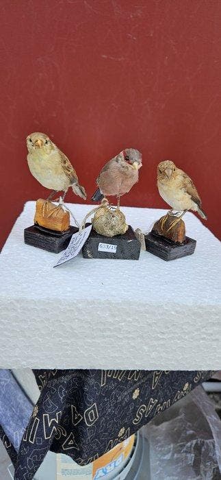 Estrilde,Lonchura,Sicalis Support de corps entier pour