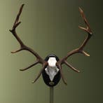 Edelhert Gewei Taxidermie Opgezette Dieren By Max, Verzamelen, Dierenverzamelingen, Ophalen of Verzenden, Nieuw, Wild dier, Opgezet dier