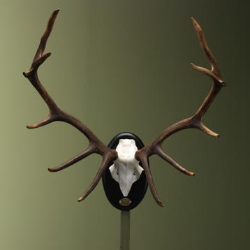 Edelhert Gewei Taxidermie Opgezette Dieren By Max, Ophalen of Verzenden, Nieuw, Wild dier, Opgezet dier