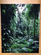 Thomas Struth (1954) - Sao Francisco de Xavier - Brasil