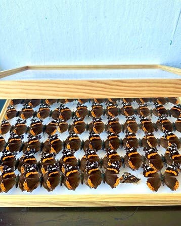 Historische Vormenstudie Vanessa Atalanta / Red Admiral., Nieuw