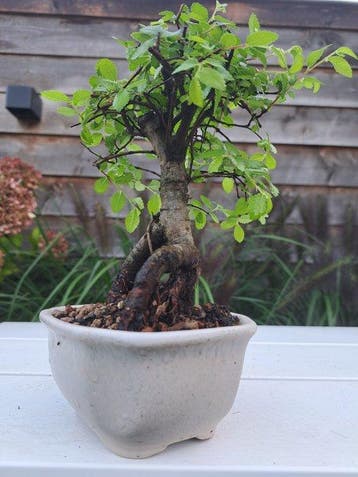 Bonsaï Orme de Chine (Ulmus parviflora) - Hauteur (arbre) :