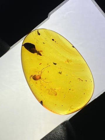 Amber - Fossiele matrix - Ricinulei(Spider relatives) - 22