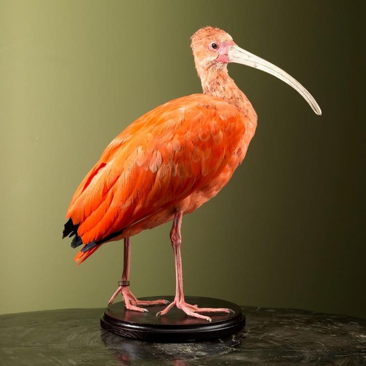 Rode Ibis Taxidermie Opgezette Dieren By Max, Verzamelen, Dierenverzamelingen, Opgezet dier, Nieuw, Vogel, Ophalen of Verzenden