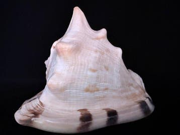 Escargot de mer Coquillage marin - S-512 CASSIS TUBEROSA