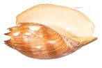 Neptunus voluut Taxidermie wandmontage - Cymbium neptuni -