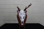 abnormal Fallow Buck Trophy Schedel - Dama dama - 16 cm - 37, Nieuw