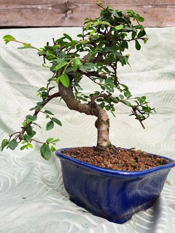 Chinese iep bonsai (Ulmus parviflora) - Hoogte (boom): 19 cm