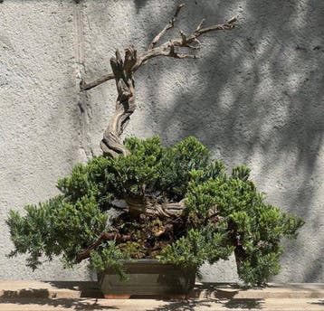 Bonsaï Genévrier (Juniperus) - Hauteur (arbre) : 34 cm -