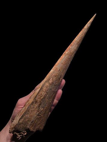 Pterosaurus - Gefossiliseerde kaak - Pezzo Unico - 38.5 cm -