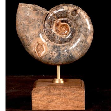 Lytoceras Fimbriatum fossiel ammoniet op houten en messing