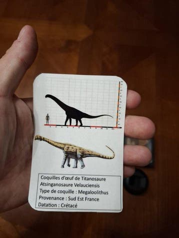 Dinosaurus - Fossiel fragment - Ce lot est un lot de 6, Verzamelen