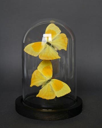 Papillon Support de corps entier pour taxidermie - Phoebis