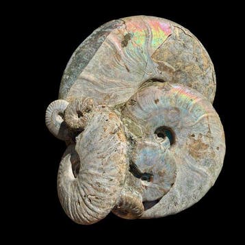 Ammoniet - Gefossiliseerde schelp - 20 cm - 16 cm, Verzamelen