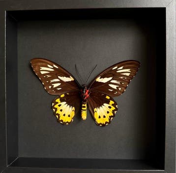 Papillon Support de corps entier pour taxidermie -