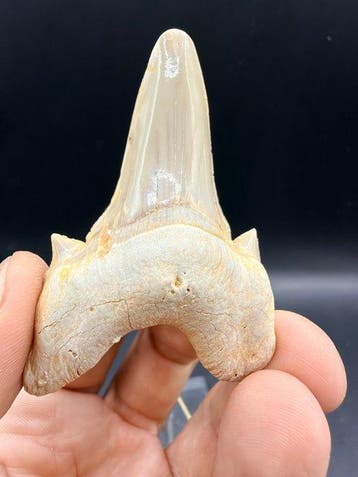 Haai - Fossiele tand - Otodus obliquus - 6.8 cm (Zonder