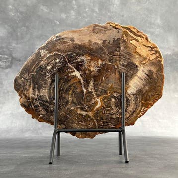 Magnifique tranche de bois pétrifié sur un socle