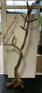 Osaka Boutique Stump XXXXL 80x115x205cm (Natuurlijk hout), Ophalen of Verzenden, Plant(en), Steen of Hout