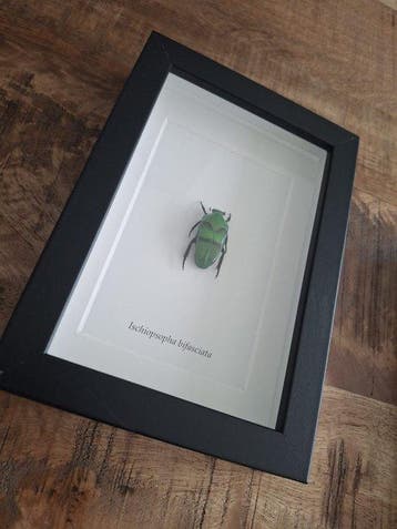 Insecte Support mural pour taxidermie - Charaxes eupale,