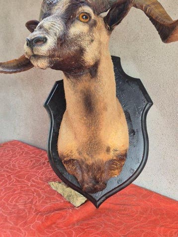 Wilde bok Taxidermie volledige montage - Capra aegagrus -, Nieuw