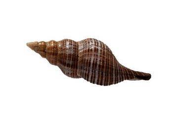 Zeldzame Mandarin-sifonslak (Penion mandarinus) | Exclusief, Nieuw
