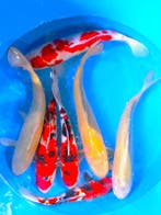 Hirasawa Marusei  40-50 cm (Japanse Koi), Ophalen of Verzenden, Nieuw