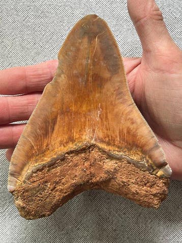 Grote Megalodon-tand 14,5 cm - Fossiele tand - Carcharocles