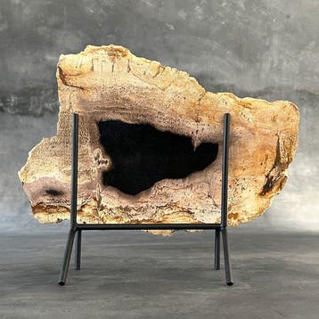 Magnifique tranche de bois pétrifié sur un socle