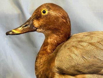 Moriglione Support de corps entier pour taxidermie - Aythya