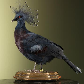 Victoria Kroonduif Waaierduif, Verzamelen, Ophalen of Verzenden, Nieuw, Vogel, Opgezet dier
