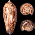Verzamelbaar specimen - mariene schelp uit Mexico -
