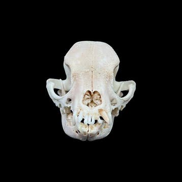 Hond Schedel van een zoogdier - Domestic dog skull - French
