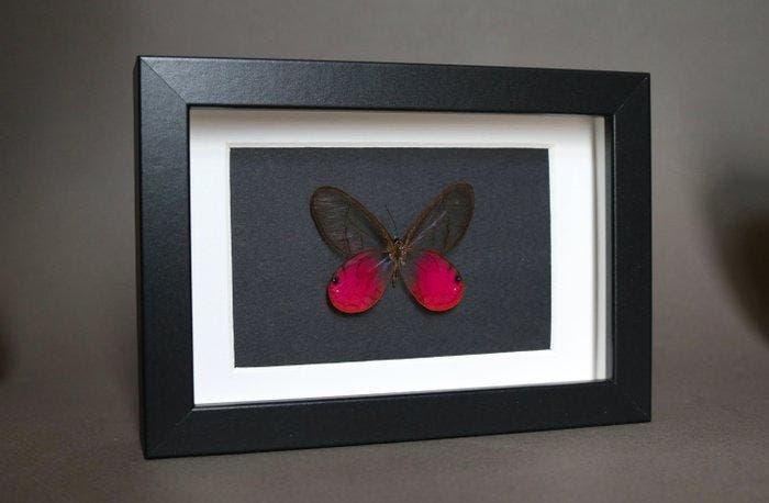 Papillon Support de corps entier pour taxidermie - Cithaeria, Collections, Collections Animaux