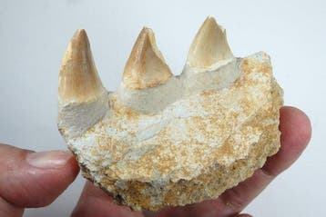 Mosasaurus - Gefossiliseerde kaak - Leiododn anceps - 75 mm