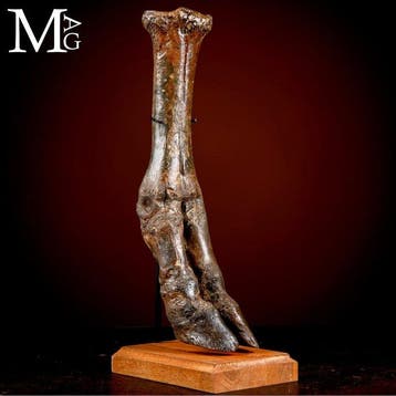 Relique de lâge glaciaire - Pied de bison des steppes de la