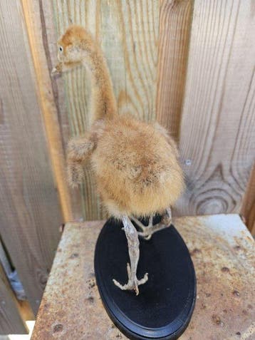 Super mooie Jonge opgezette grijze kroonkraanvogel, Verzamelen, Nieuw