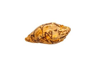 Élégance majestueuse : la Cymbiola vespertilio en forme, Collections