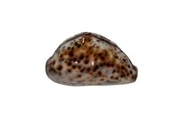 Wolken-Tiger-Kauri: Cypraea tigris f. Wolkenpatroon (80 mm)